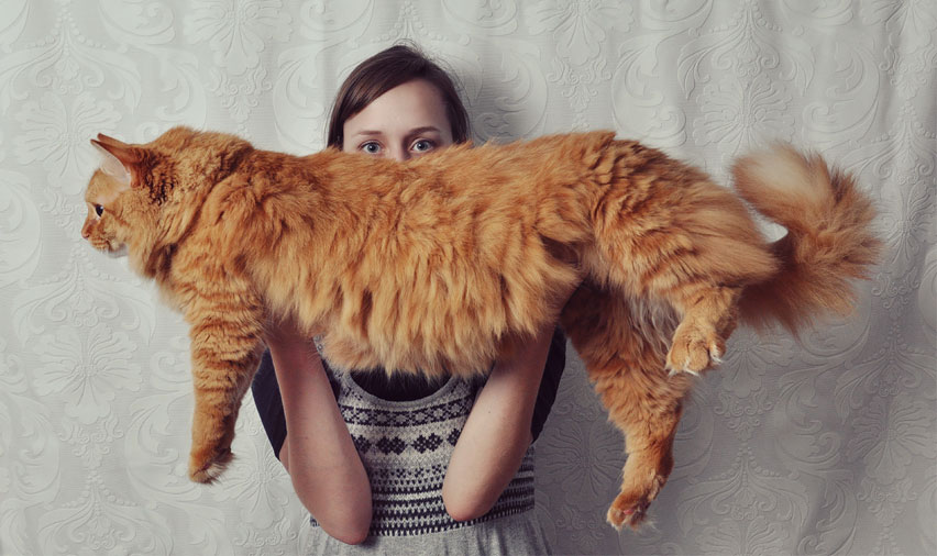 Maine Coon Photo cat giant