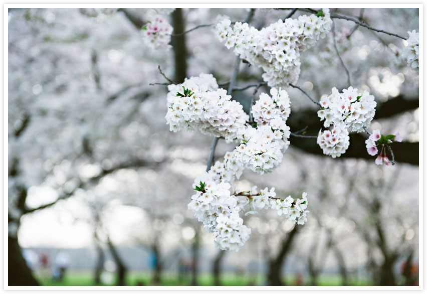 Washington DC cherry blossom photos