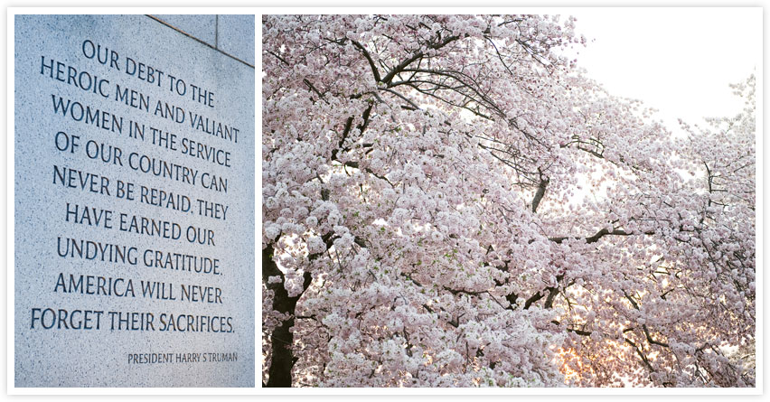 Washington DC cherry blossoms photos