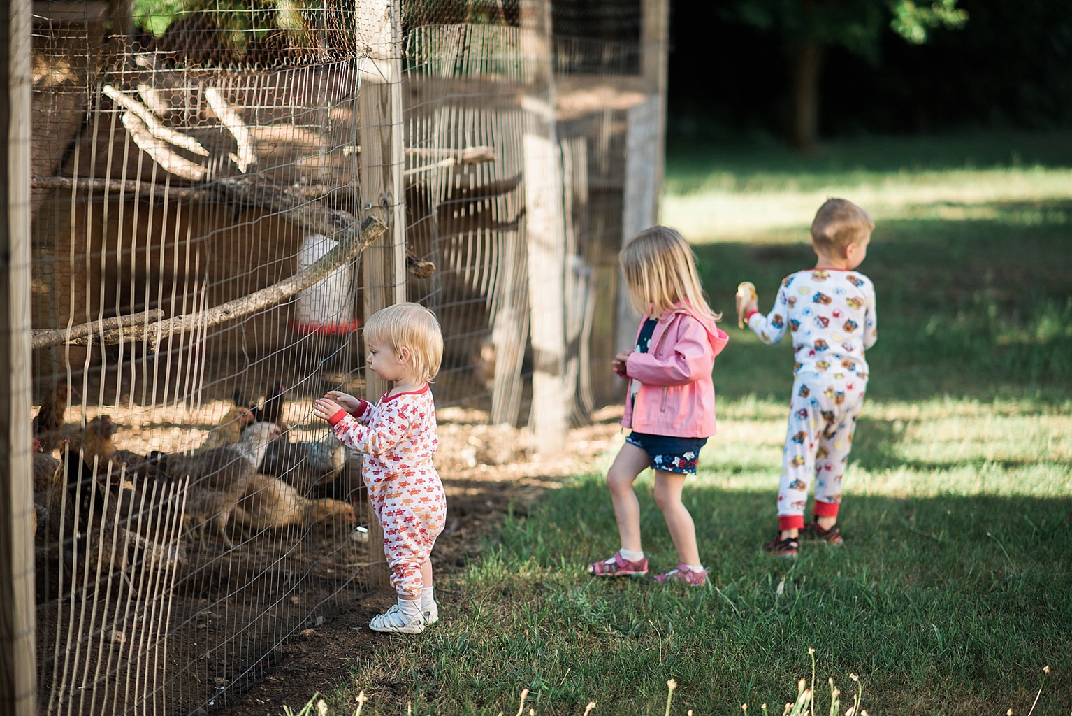 Kids playing near a chicken coop in the Saugatuck, Michigan area
