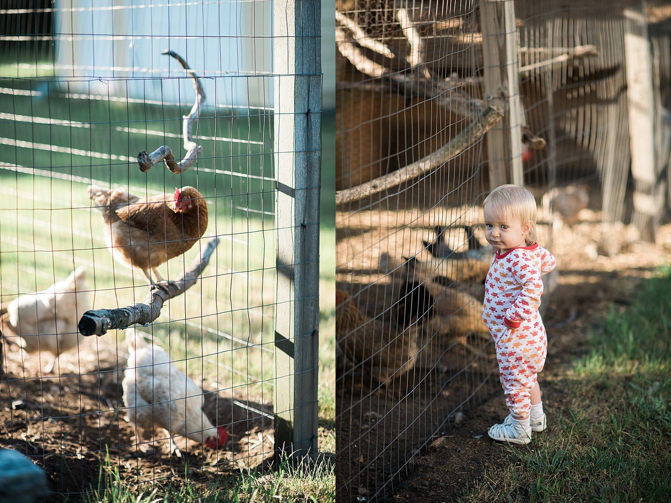 Toddler looks at a chicken coop in the Saugatuck, Michigan area