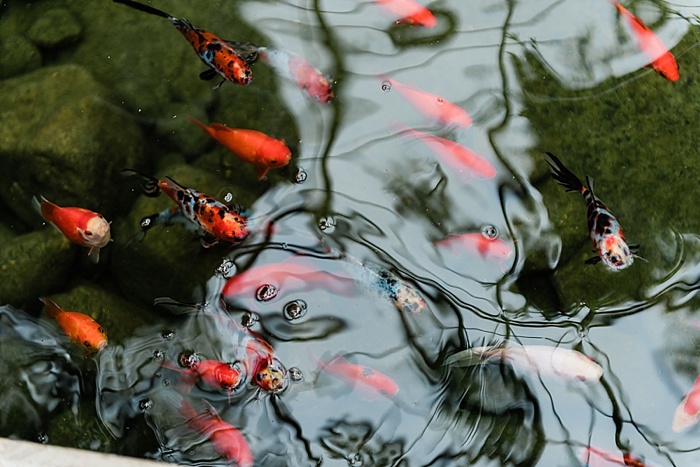 fish pond from Planterra Conservatory Wedding Photos in West Bloomfield, Michigan, by Allie & Co. wedding photographers