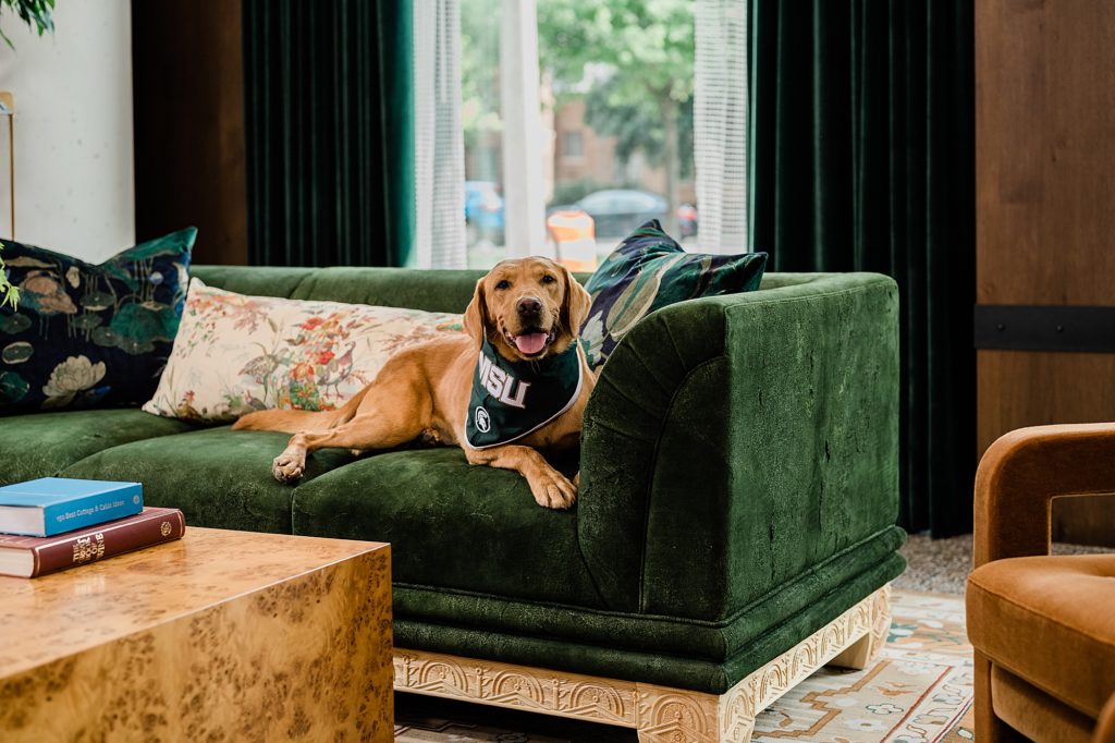 Commercial photography image of Zeke the Wonder Dog sitting on a green velvet couch at Graduate Hotel in East Lansing, Michigan, by Allie Siarto & Co., branding photographers