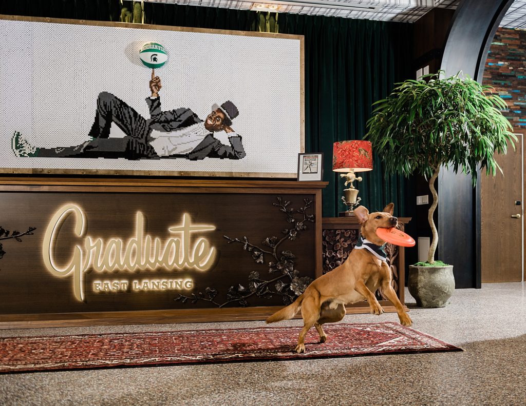 Commercial photography with an image of Zeke the Wonder Dog jumping to catch a frisbee in front of the front desk at Graduate Hotel in East Lansing, Michigan, by Allie Siarto & Co., branding photographers
