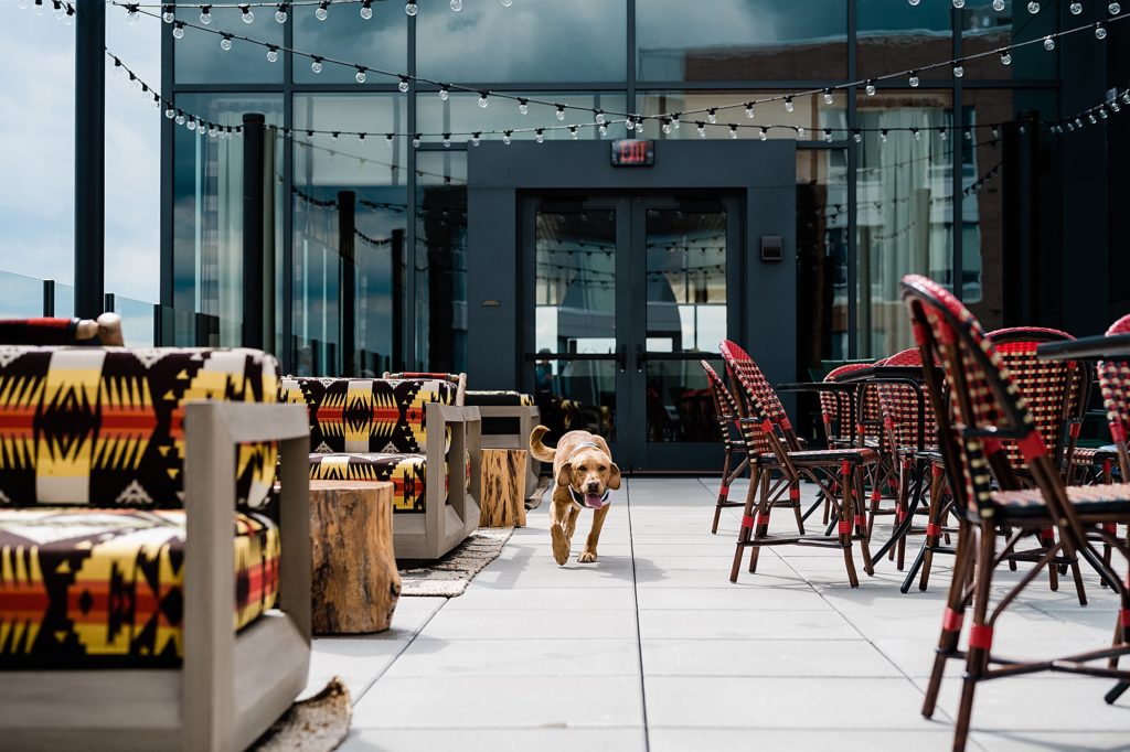Commercial photography with an image of Zeke the Wonder Dog walking across the outdoor rooftop Rock bar at Graduate Hotel in East Lansing, Michigan, by Allie Siarto & Co., branding photographers