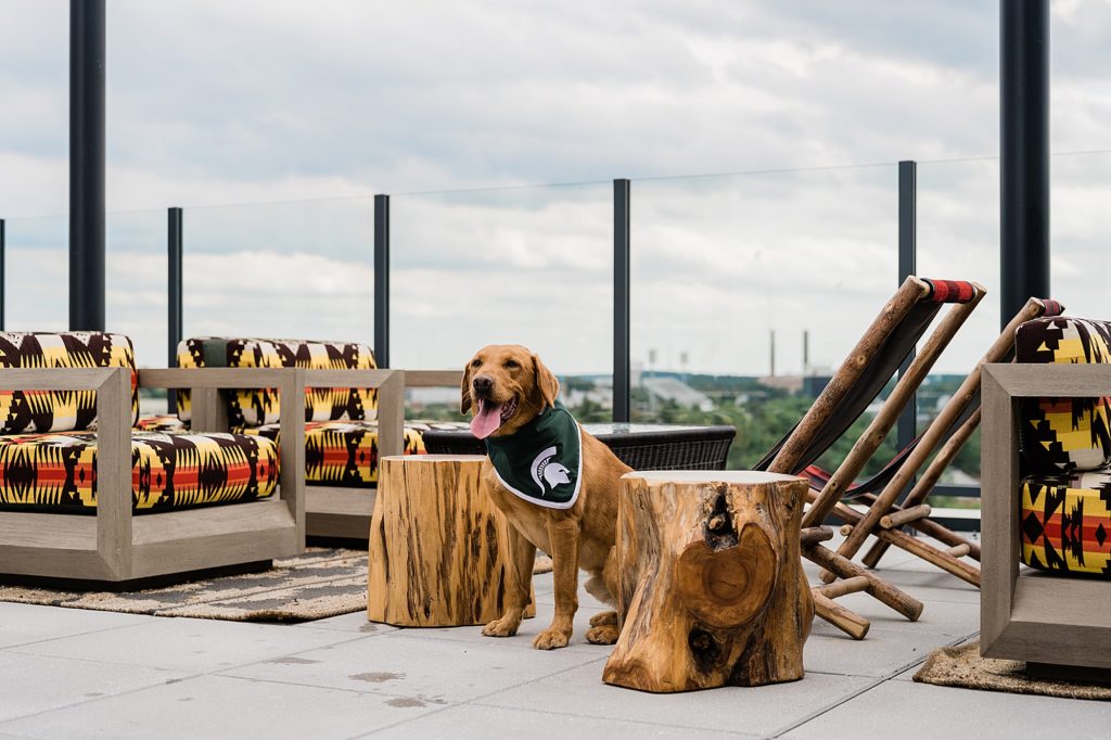 Commercial photography with an image of Zeke the Wonder Dog sitting  at the outdoor rooftop Rock bar at Graduate Hotel in East Lansing, Michigan, by Allie Siarto & Co., branding photographers