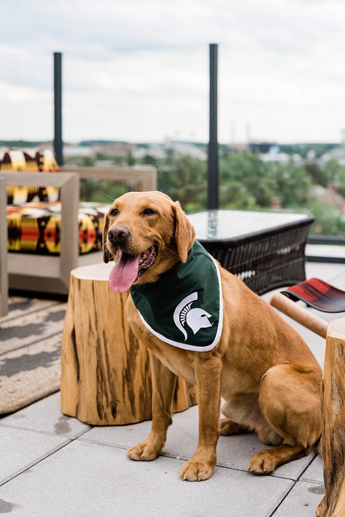 Commercial photography with an image of Zeke the Wonder Dog sitting  at the outdoor rooftop Rock bar at Graduate Hotel in East Lansing, Michigan, by Allie Siarto & Co., branding photographers