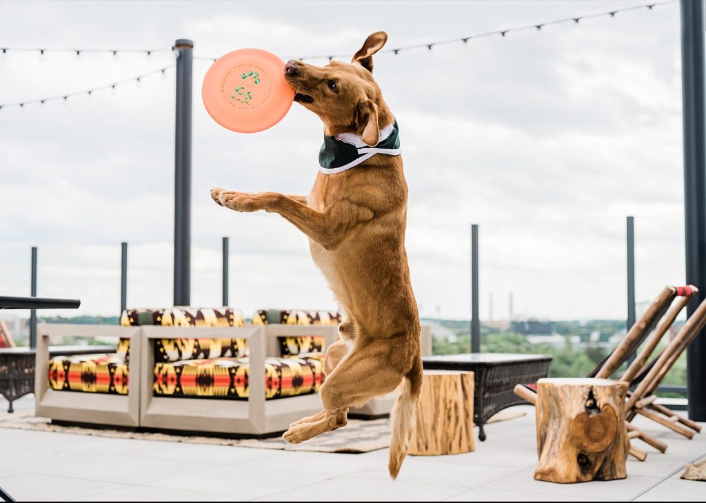 Commercial photography with an image of Zeke the Wonder Dog jumping to catch a Frisbee at the outdoor rooftop Rock bar at Graduate Hotel in East Lansing, Michigan, by Allie Siarto & Co., branding photographers