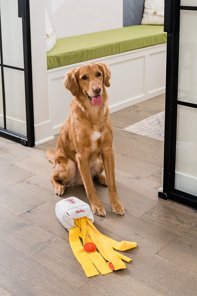 Lifestyle product photography - photo of a lab with a dog toy, by Allie Siarto & Co. Photography, Lansing, Michigan commercial photographer