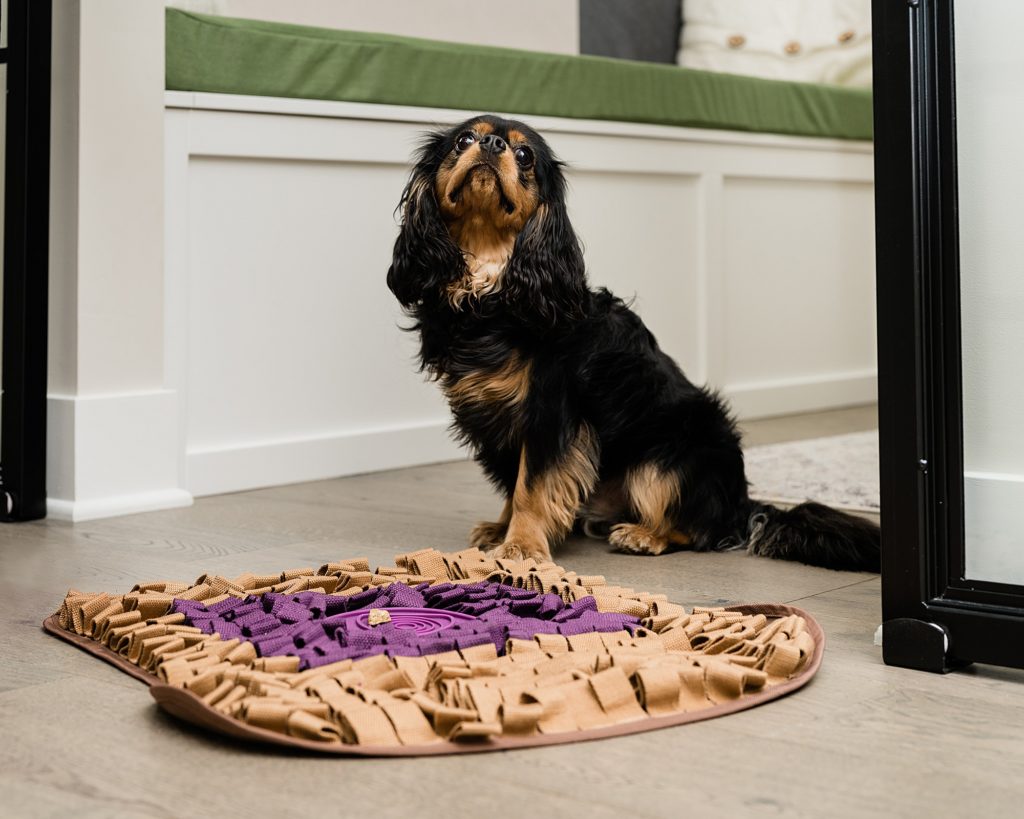 Lifestyle product photography - photo of a small dog with a dog toy mat, by Allie Siarto & Co. Photography, Lansing, Michigan commercial photographer