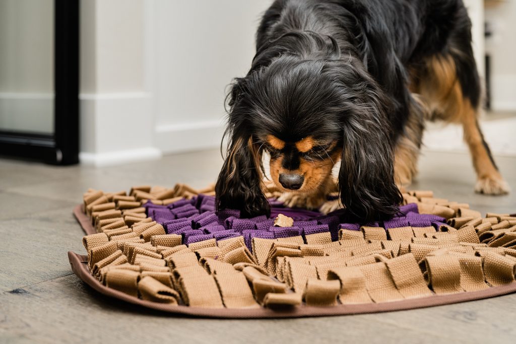 Lifestyle product photography - photo of a small dog with a dog toy mat, by Allie Siarto & Co. Photography, Lansing, Michigan commercial photographer