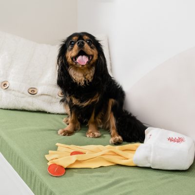 Lifestyle product photography - photo of a small dog with a dog toy, by Allie Siarto & Co. Photography, Lansing, Michigan commercial photographer