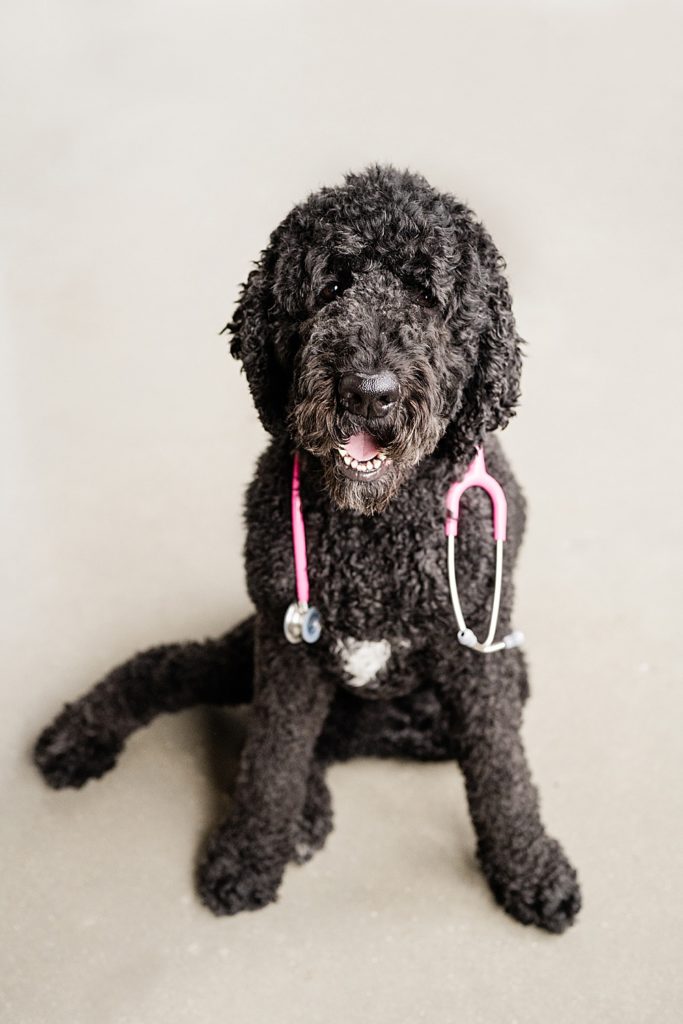 Lansing headshot photographer, photo of a black dog wearing a stethoscope, Michigan branding photographers