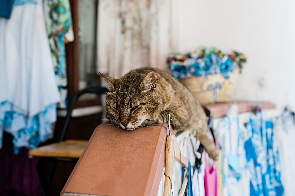 Michigan branding photographer in Rome - a cat sleeping in front of a small shop in Capri