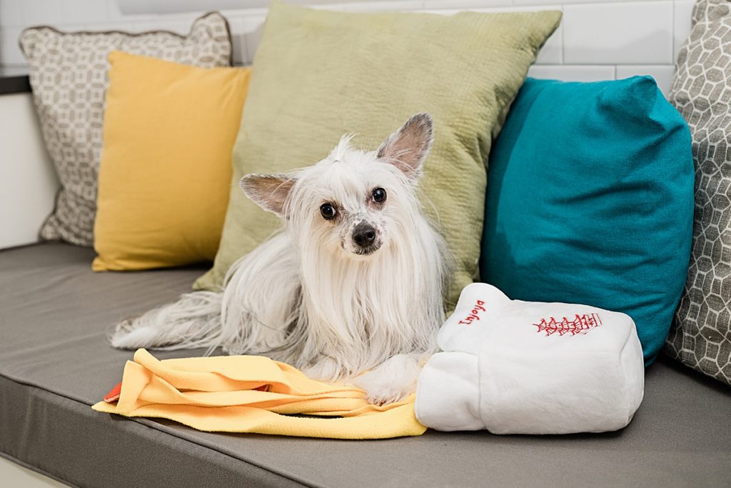 Product photo of a dog sitting on a couch with his dog toy by Allie Siarto Photography, East Lansing, Michigan product photographers