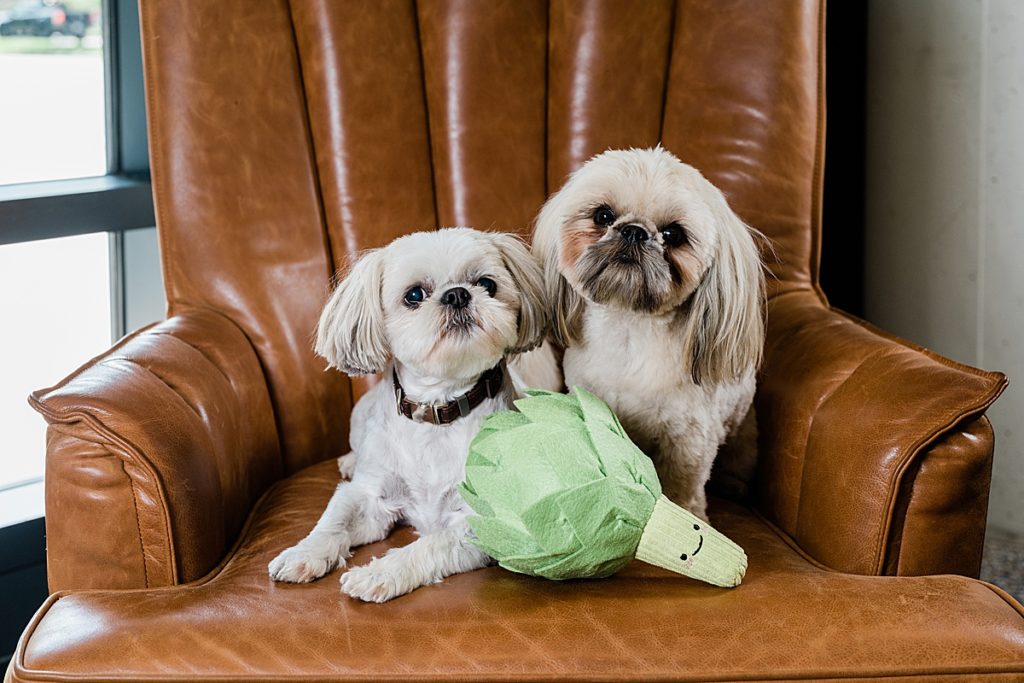 Product photo of two dogs sitting on a chair with a dog toy by Allie Siarto Photography, East Lansing, Michigan product photographers