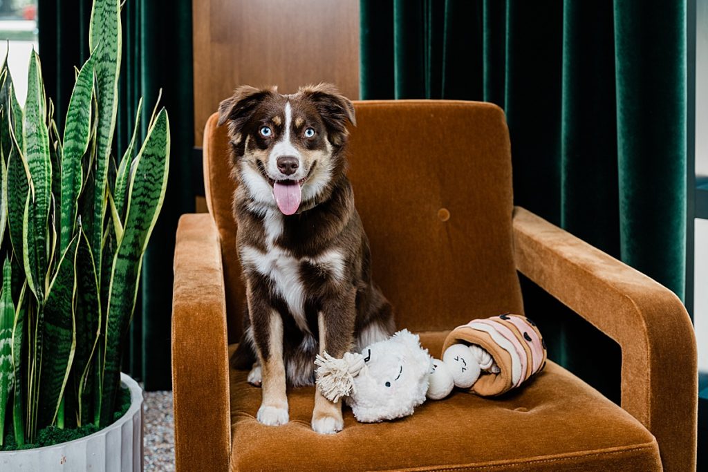 Product photo of a dog sitting on a chair with his dog toy by Allie Siarto Photography, East Lansing, Michigan product photographers